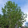 Platanus × hispanica